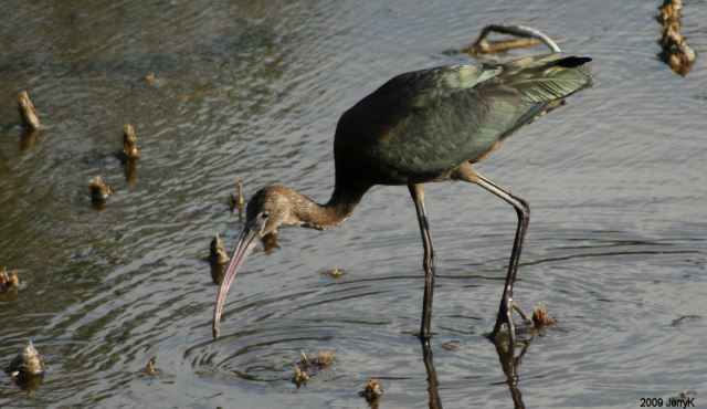Glossy Ibis